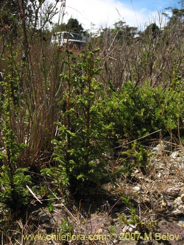 Pilgerodendron uviferum的照片