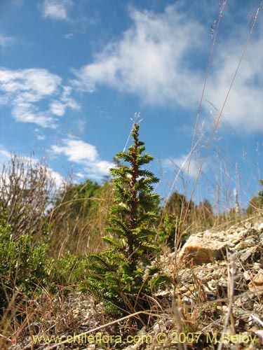 Pilgerodendron uviferum的照片