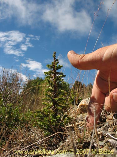 Pilgerodendron uviferum的照片