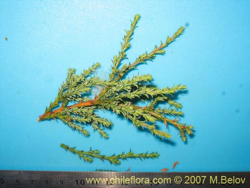 Fitzroya cupressoides的照片