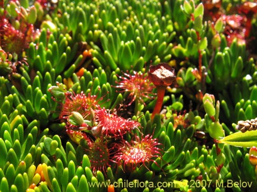 Image of Drosera uniflora (). Click to enlarge parts of image.