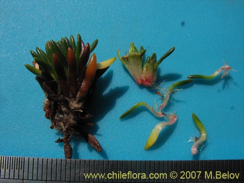 Donatia fascicularisの写真