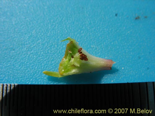 Donatia fascicularisの写真