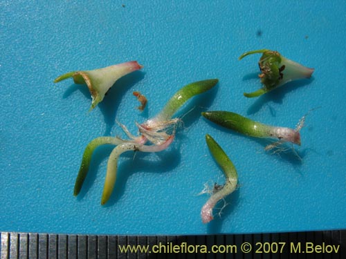 Donatia fascicularisの写真