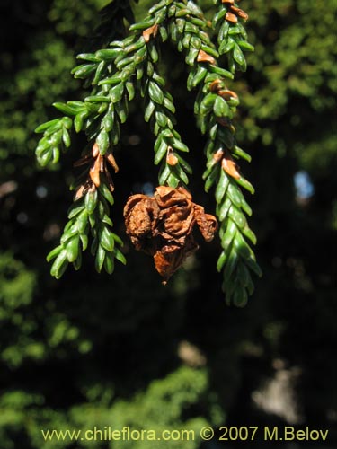 Fitzroya cupressoides的照片