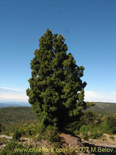 Fitzroya cupressoides的照片