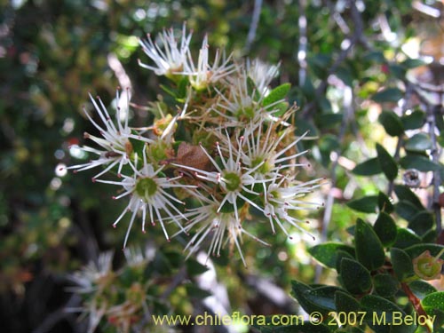 Image of Tepualia stipularis (Tepú / Tepu). Click to enlarge parts of image.