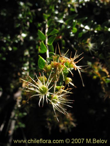 Image of Tepualia stipularis (Tepú / Tepu). Click to enlarge parts of image.