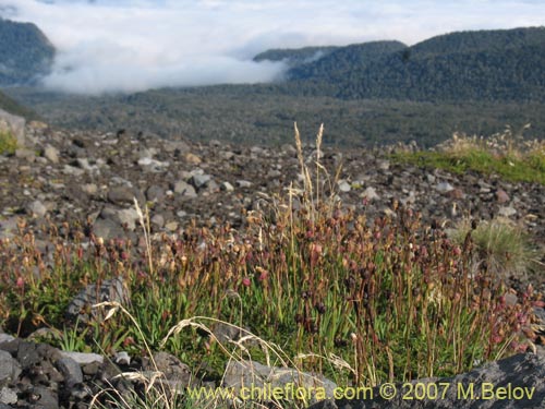 Image of Silene andicola (). Click to enlarge parts of image.