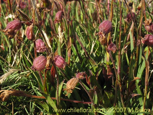 Image of Silene andicola (). Click to enlarge parts of image.