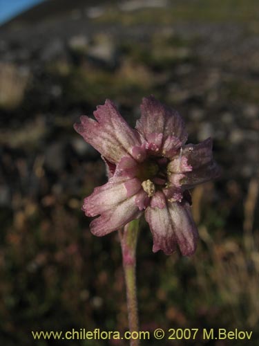 Image of Silene andicola (). Click to enlarge parts of image.