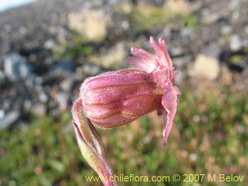 Image of Silene andicola (). Click to enlarge parts of image.