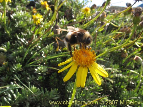 Bild von Senecio hollermayeri (). Klicken Sie, um den Ausschnitt zu vergrössern.