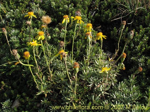 Image of Senecio hollermayeri (). Click to enlarge parts of image.