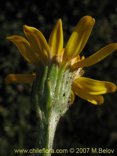 Image of Senecio hollermayeri (). Click to enlarge parts of image.