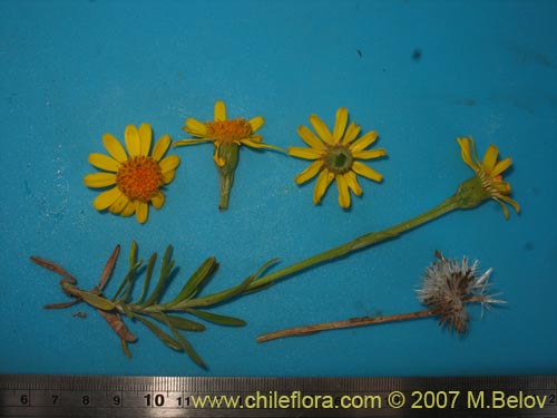 Image of Senecio hollermayeri (). Click to enlarge parts of image.