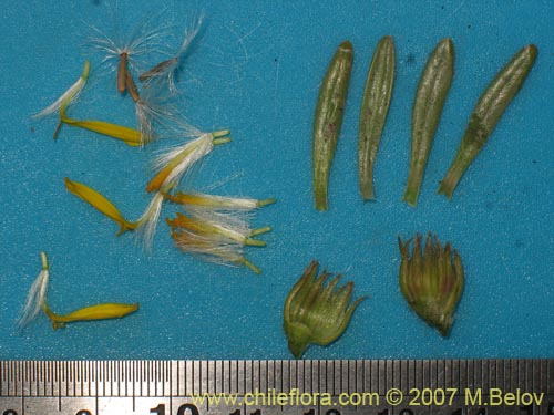 Image of Senecio hollermayeri (). Click to enlarge parts of image.