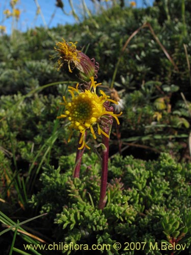 Senecio subdiscoideus의 사진