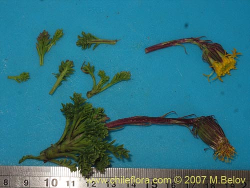 Senecio subdiscoideus의 사진