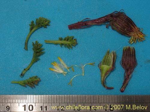 Senecio subdiscoideus의 사진