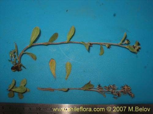 Image of Gamochaeta spiciformis (). Click to enlarge parts of image.