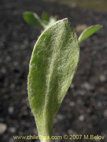 Image of Gamochaeta spiciformis (). Click to enlarge parts of image.