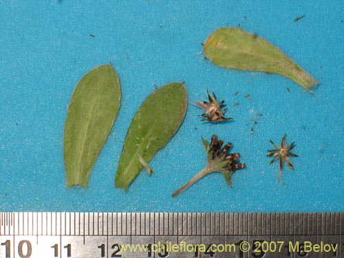 Imágen de Gamochaeta spiciformis (). Haga un clic para aumentar parte de imágen.