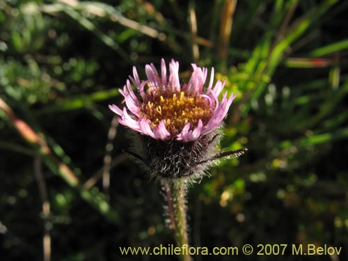 Image of Erigeron myosotis (). Click to enlarge parts of image.