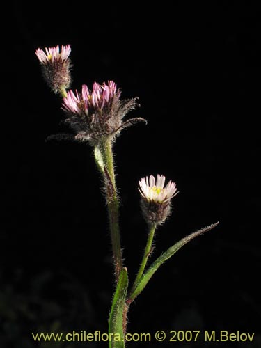 Image of Erigeron myosotis (). Click to enlarge parts of image.