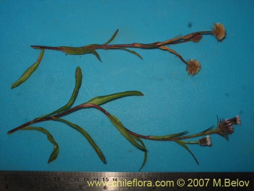Image of Erigeron myosotis (). Click to enlarge parts of image.