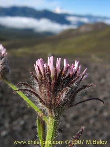 Image of Erigeron myosotis (). Click to enlarge parts of image.