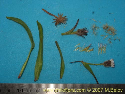 Image of Erigeron myosotis (). Click to enlarge parts of image.