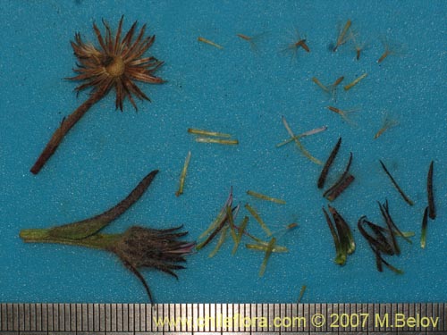 Image of Erigeron myosotis (). Click to enlarge parts of image.