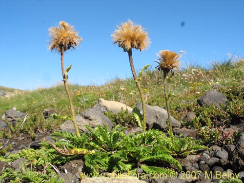 Image of Perezia pedicularidifolia (Estrella de los Andes). Click to enlarge parts of image.