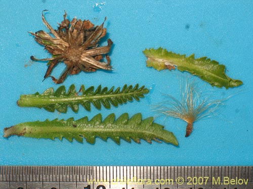 Bild von Perezia pedicularidifolia (Estrella de los Andes). Klicken Sie, um den Ausschnitt zu vergrössern.