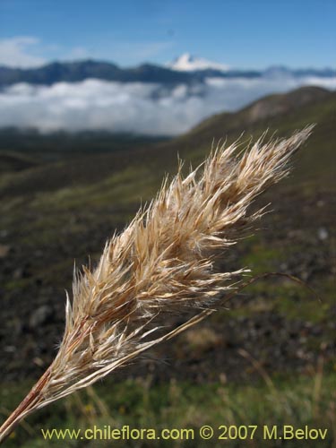 Bild von Poaceae sp. #1750 (). Klicken Sie, um den Ausschnitt zu vergrössern.