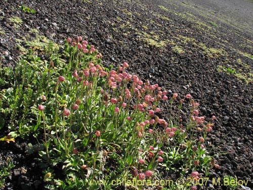 Image of Silene andicola (). Click to enlarge parts of image.