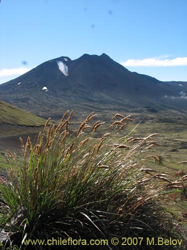 Poaceae sp. #1753의 사진