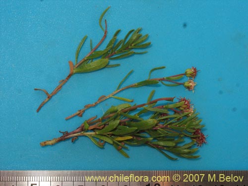 Asteraceae sp. #1752의 사진