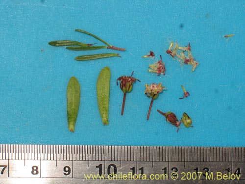 Asteraceae sp. #1752의 사진