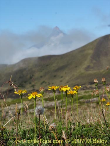 Bild von Senecio hollermayeri (). Klicken Sie, um den Ausschnitt zu vergrössern.