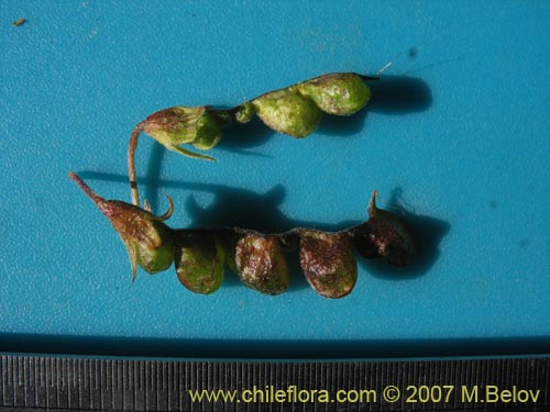 Bild von Adesmia retusa (). Klicken Sie, um den Ausschnitt zu vergrössern.