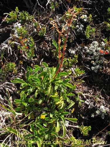 Image of Valeriana fonckii (Valeriana). Click to enlarge parts of image.