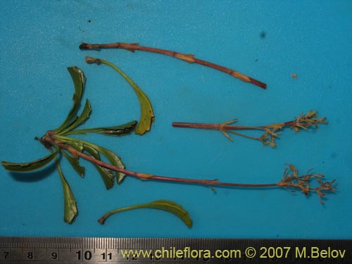 Image of Valeriana fonckii (Valeriana). Click to enlarge parts of image.