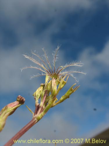 Image of Valeriana fonckii (Valeriana). Click to enlarge parts of image.