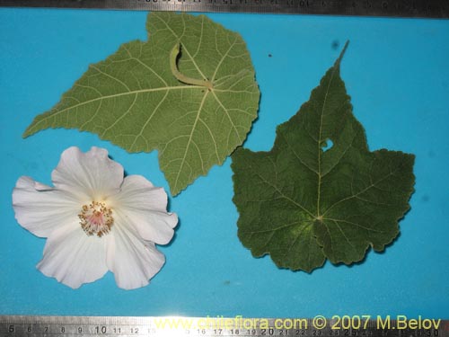 Image of Corynabutilon vitifolium (Huella). Click to enlarge parts of image.
