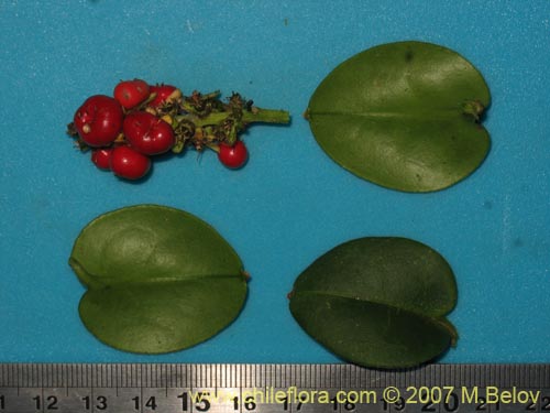 Ercilla syncarpellata的照片