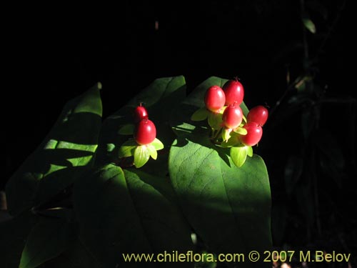 Image of Hypericum androsaemum (Toda buena / Toda santa / Androsema). Click to enlarge parts of image.