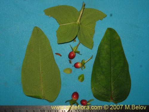 Image of Hypericum androsaemum (Toda buena / Toda santa / Androsema). Click to enlarge parts of image.