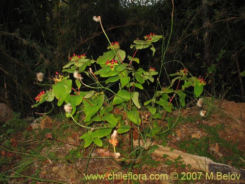 Image of Hypericum androsaemum (Toda buena / Toda santa / Androsema). Click to enlarge parts of image.